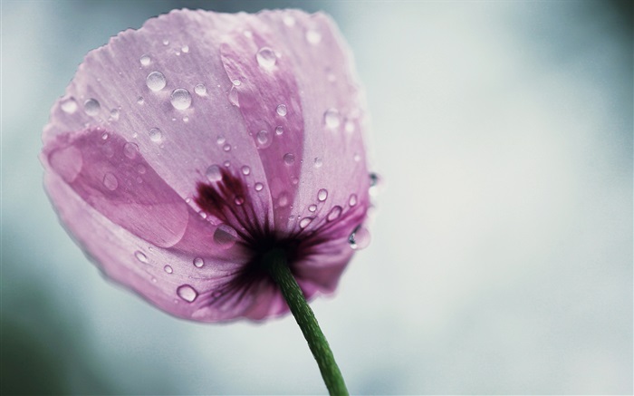 A fleur de pavot pourpre Fonds d'écran, image