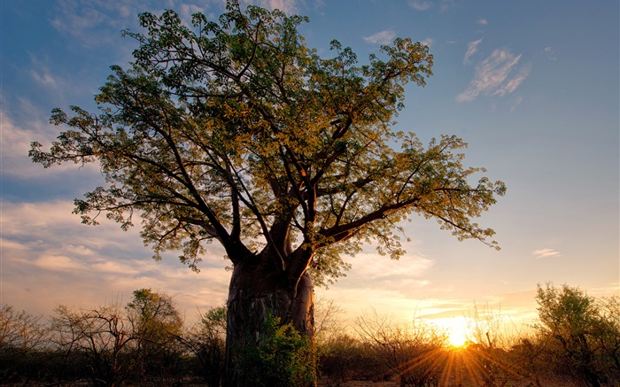 Afrique, Zimbabwe, la savane, le baobab, le coucher du soleil, les rayons du soleil Fonds d'écran, image
