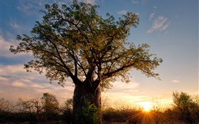 Afrique, Zimbabwe, la savane, le baobab, le coucher du soleil, les rayons du soleil