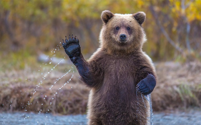 Alaska grizzli Fonds d'écran, image
