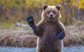 Alaska grizzli HD Fonds d'écran