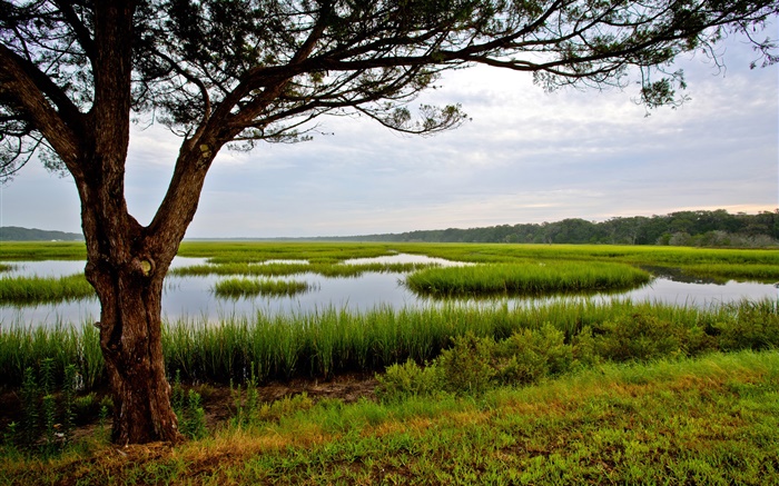 Amelia Island, Floride, USA, arbre, marais Fonds d'écran, image