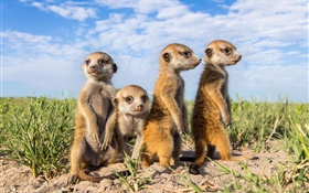 Animaux famille, suricates