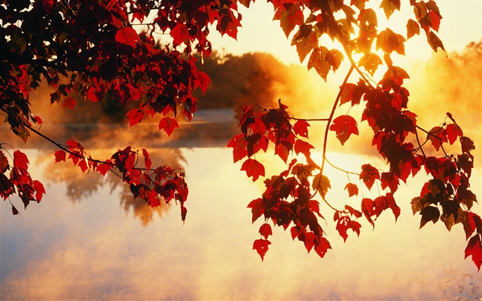feuilles d'automne, les rayons du soleil, la belle nature paysages Fonds d'écran, image