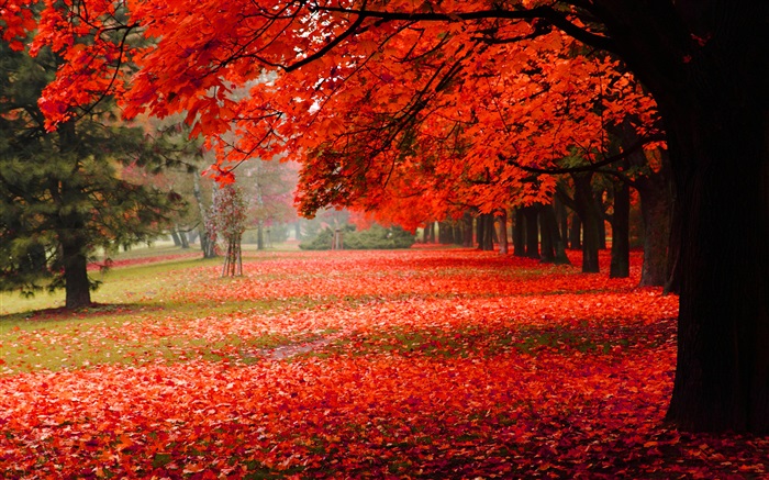 Belle automne, les feuilles rouges Fonds d'écran, image