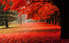 Belle automne, les feuilles rouges HD Fonds d'écran