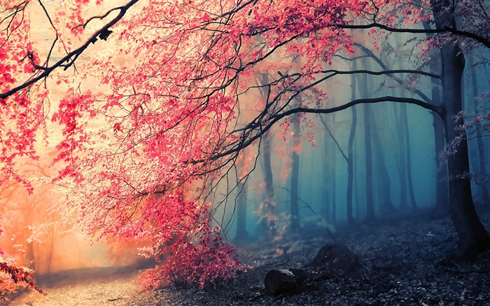 Beau paysage d'automne, les arbres, les feuilles rouges Fonds d'écran, image