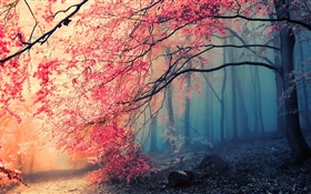 Beau paysage d'automne, les arbres, les feuilles rouges