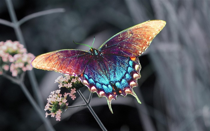 Beau papillon, ailes colorées Fonds d'écran, image