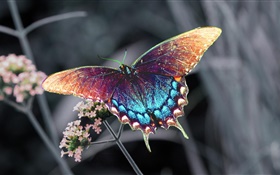 Beau papillon, ailes colorées HD Fonds d'écran