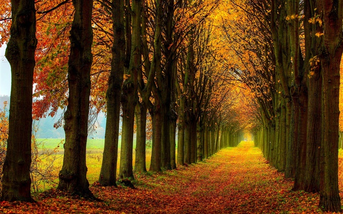 Belle nature, forêt, arbres, chemin, automne Fonds d'écran, image