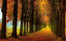 Belle nature, forêt, arbres, chemin, automne