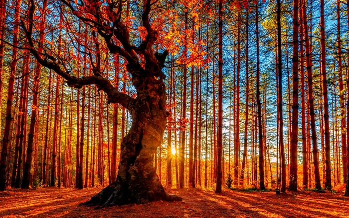Belle forêt de coucher de soleil, les arbres, les feuilles rouges, automne Fonds d'écran, image
