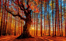 Belle forêt de coucher de soleil, les arbres, les feuilles rouges, automne HD Fonds d'écran
