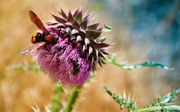 Les abeilles, les coléoptères, les fleurs violettes Fonds d'écran, image