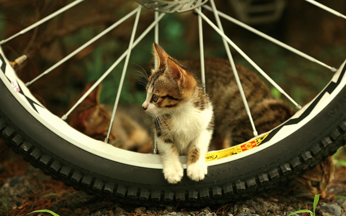 Roue de bicyclette, chaton mignon Fonds d'écran, image