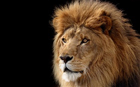 Big cat, lion HD Fonds d'écran