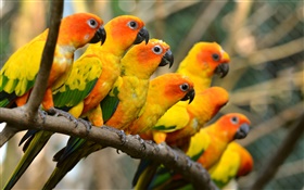 Oiseaux close-up, perroquets jaunes