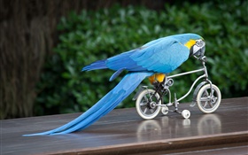 Plume bleue perroquet circonscription vélo