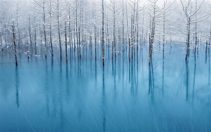 Bleu étang, arbres Fonds d'écran, image