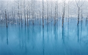 Bleu étang, arbres