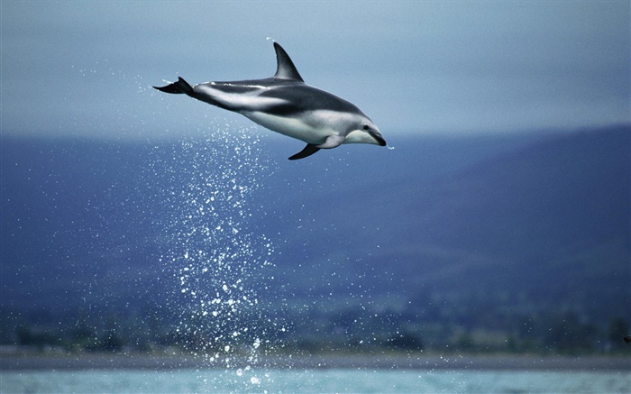 La mer bleue, Flying Dolphin Fonds d'écran, image