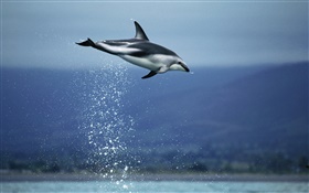 La mer bleue, Flying Dolphin HD Fonds d'écran