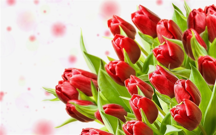 Bouquet de fleurs, tulipes rouges Fonds d'écran, image