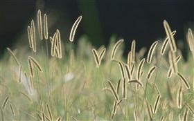 Poil herbe, bokeh HD Fonds d'écran