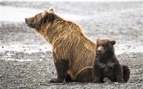 ours bruns famille HD Fonds d'écran