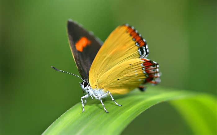 Papillon, de l'herbe Fonds d'écran, image
