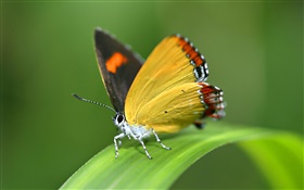 Papillon, de l'herbe