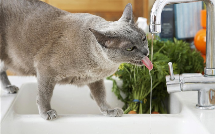 Boire de l'eau Cat Fonds d'écran, image