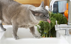 Boire de l'eau Cat HD Fonds d'écran