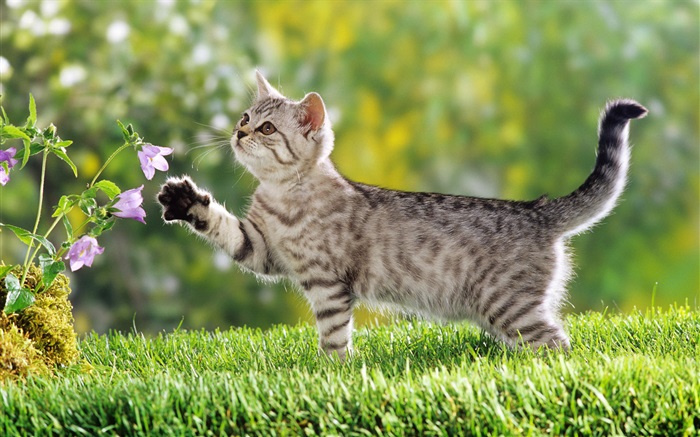 chat tactile fleur Fonds d'écran, image