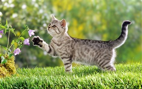 chat tactile fleur