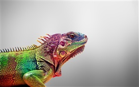 Chameleon close-up, fond gris HD Fonds d'écran