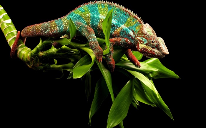 Chameleon couleurs éclatantes Fonds d'écran, image