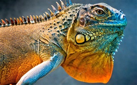 Tête de Chameleon close-up