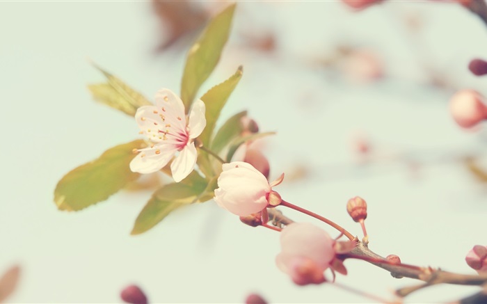 fleurs de cerisier close-up Fonds d'écran, image