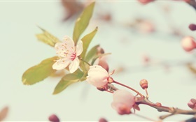 fleurs de cerisier close-up