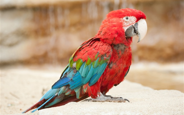 Colorful plume petit perroquet Fonds d'écran, image