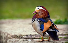 Plumes colorées oiseau, le canard mandarin HD Fonds d'écran