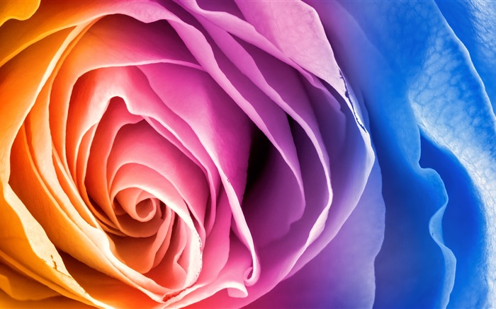 Pétales colorés fleur rose Fonds d'écran, image