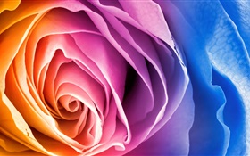 Pétales colorés fleur rose HD Fonds d'écran