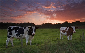 Vaches, coucher de soleil, l'herbe