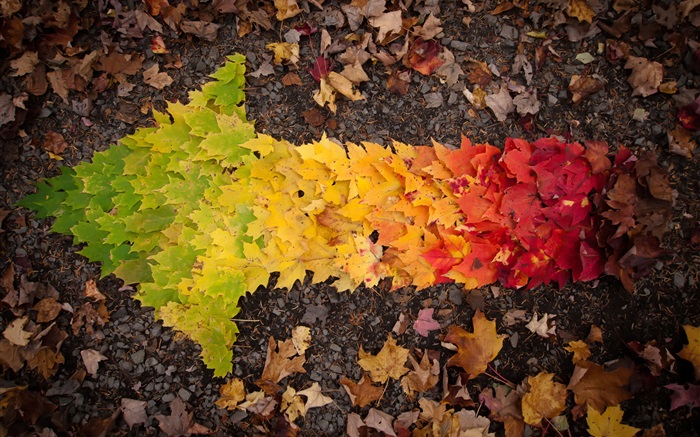 Creative images, feuilles d'automne flèche Fonds d'écran, image