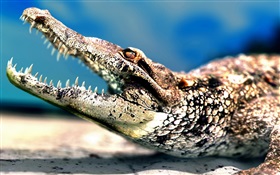 Crocodile grande bouche HD Fonds d'écran