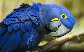 Perroquet bleu curieux