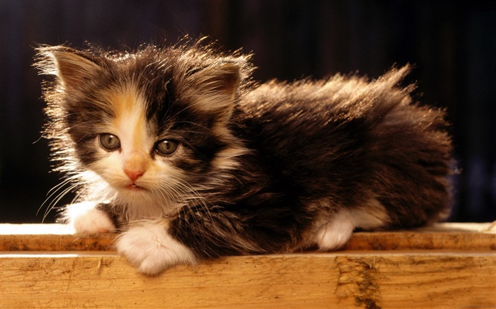 Mignon chaton bobtail américain Fonds d'écran, image